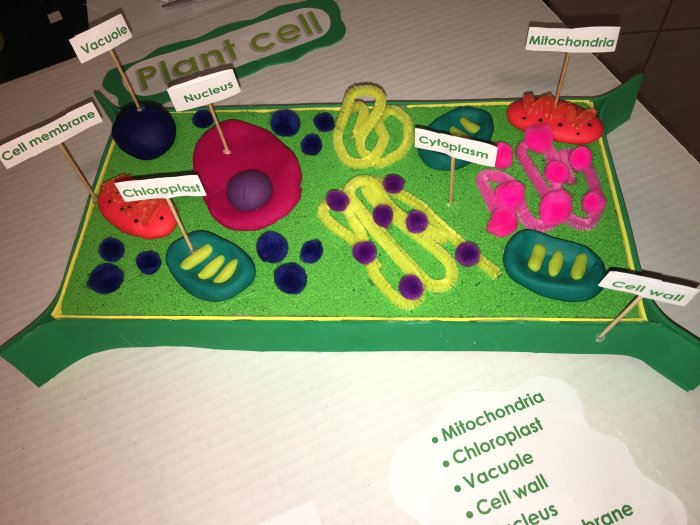 Cell model 3d project