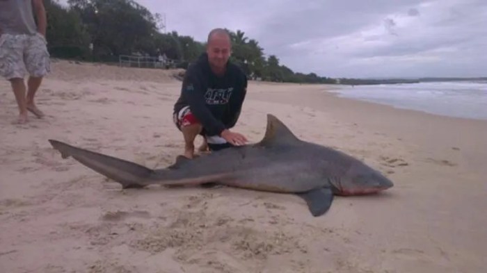 Bull sharks in noosa river