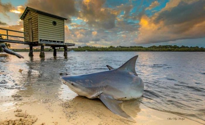 Bull sharks in noosa river