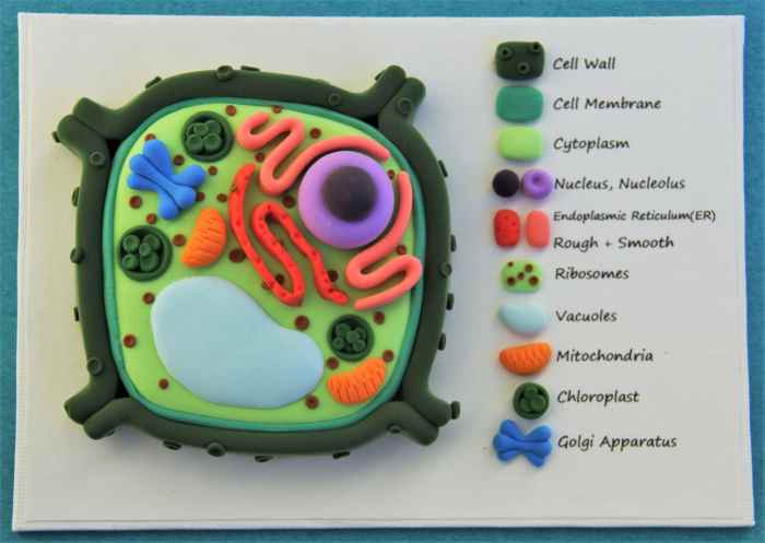 Cell model 3d project